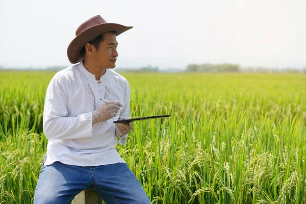 アジアの農家は 緑の水田のスマートタブレット上の成長と米の病気を観察し 注意して帽子と白いシャツを身に着けています 概念農業と無線技術 スマート農家 — ストック写真