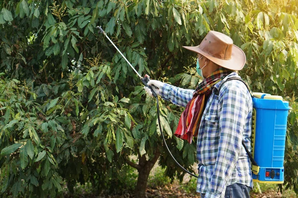 Jardinero Asiático Utiliza Herbicidas Insecticidas Spray Químico Para Deshacerse Las — Foto de Stock