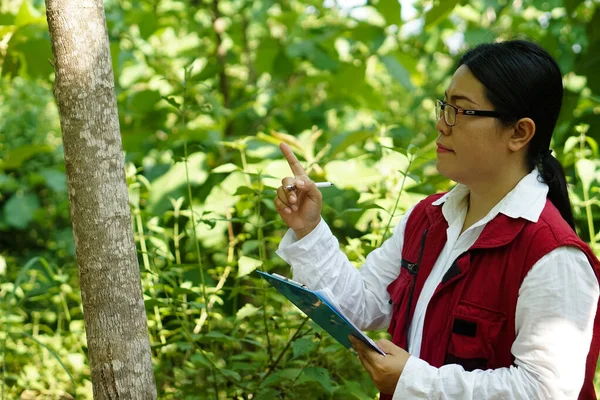 Asiatische Botanikerin Ist Wald Hält Einen Notizblock Der Hand Botanische — Stockfoto