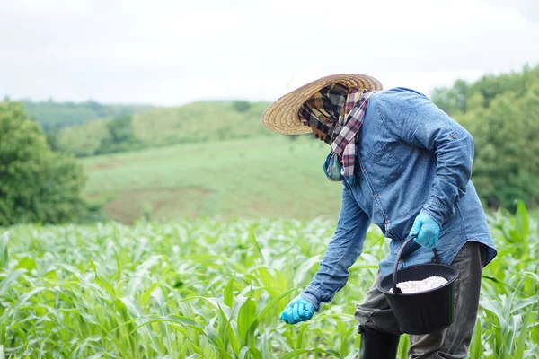 Asijský Zemědělec Drží Kýbl Chemickými Hnojivy Hnojení Kukuřičných Rostlin Zahradě — Stock fotografie