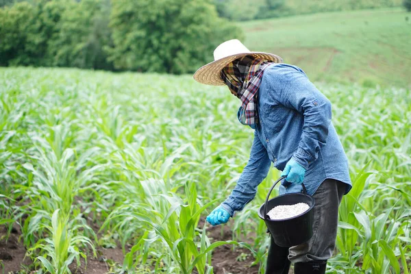 Asijský Zemědělec Drží Kýbl Chemickými Hnojivy Hnojení Kukuřičných Rostlin Zahradě — Stock fotografie