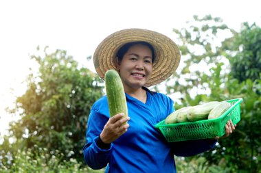 Mutlu Asyalı kadın çiftçi bahçede, şapka takıyor, mavi gömlek giyiyor, elinde bir sepet salatalık meyvesi tutuyor. Konsept, organik tarım ürünleri. Yerel büyüme, bahçıvan ürünlerden memnun..         