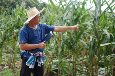 Asyalı çiftçi şapka takıyor, mavi gömlek giyiyor, akıllı tablet tutuyor, mısır tarlasını işaret ediyor. Kavram, çiftçi araştırması ve tablet üzerindeki doğal afetten kaynaklanan tarımsal hasarı kaydetmek ve hükümete rapor vermek.