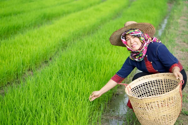 Asian woman farmer is at green paddy field, wears hat and Thai loincloth, holds basket . Concept , Agriculture occupation. Thai farmer. Rural lifestyle in Thailand. Happy living. Work among nature