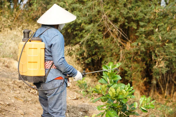 Asian Gardener Uses Herbicides Insecticides Chemical Spray Get Rid Weeds — Stock Photo, Image