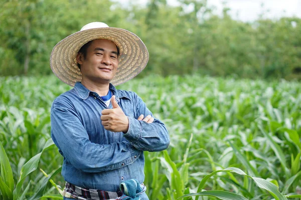 アジアの農家は帽子 青いシャツ サムズを着て トウモロコシの庭に立って 自信を感じます 自信を持って コンセプト — ストック写真