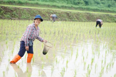 Asyalı kadın çiftçi tatlı su alglerini (Spirogyra sp) bulmak için balık ağı ve kreel tutuyor. Ve organik çeltik tarlasında balık. Kavram, kırsal tarım yaşam tarzı, doğadan geçinmek..        
