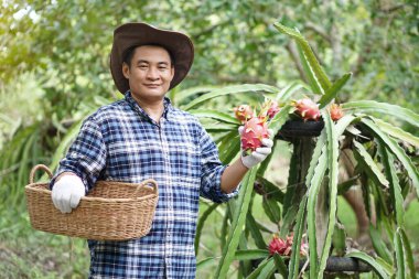 Yakışıklı Asyalı bahçıvan, sepeti tut ve bahçede ejderha meyvesi topla. Kavram, tarım işgali. Taylandlı çiftçiler toplumda yemek, paylaşmak ya da satmak için organik meyveler yetiştirirler. Yerel yaşam tarzı