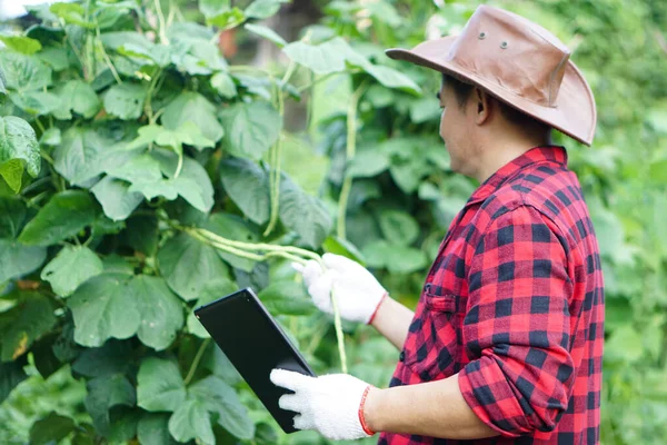 아시아 정원사는 정원에서 성장과 질병을 검사하기 스마트 태블릿을 보유하고 있습니다 — 스톡 사진
