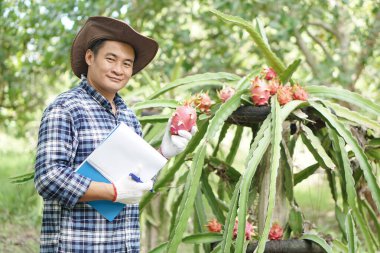 Asyalı bahçıvan ejderha meyve bahçesinde büyümeyi ve bitki hastalıklarını inceliyor. Konsept, tarım eğitimi veya satılmadan önce yüksek kalitede ürün üretmek veya üretmek için yapılan araştırmalar .