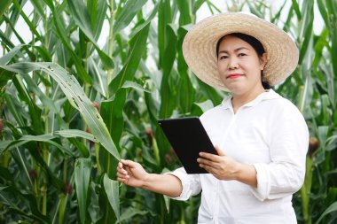 Asyalı kadın çiftçi şapka takıyor, beyaz gömlek giyiyor, mısır bahçesindeki bitki ve bitki hastalıklarını incelemek için akıllı tablet tutuyor. Ekinlerin kalitesini artırmak için tarım, araştırma ve araştırma. 