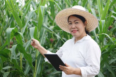 Asyalı kadın çiftçi şapka takıyor, beyaz gömlek giyiyor, mısır bahçesindeki bitki ve bitki hastalıklarını incelemek için akıllı tablet tutuyor. Ekinlerin kalitesini artırmak için tarım, araştırma ve araştırma. 