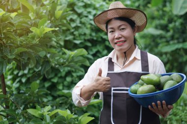 Mutlu Asyalı bahçıvan şapka takıyor, önlük takıyor, bahçesinde avokado meyvesi sepeti tutuyor. Konsept, organik tarım işgali yaşam tarzı. Mutlu çiftçi. Sürdürülebilir yaşam, yemek ya da satmak için mahsul yetiştirme.