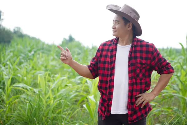 ハンサムなアジアの農夫は帽子 赤い平らなシャツを着て ウエストにポーズをし トウモロコシの庭で指を指します コンセプト 農業占領 テキストや広告を追加するためのスペースをコピーする — ストック写真