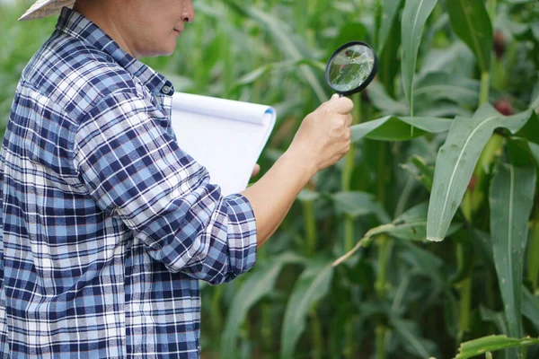 农业研究人员在玉米园举行放大镜和纸张剪贴板考察或检查植物生长和病害 农业职业 调查和研究 — 图库照片