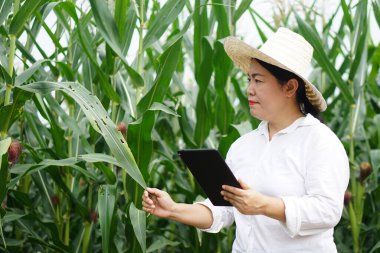 Asyalı kadın çiftçi şapka takıyor, beyaz gömlek giyiyor, mısır bahçesindeki bitki ve bitki hastalıklarını incelemek için akıllı tablet tutuyor. Ekinlerin kalitesini artırmak için tarım, araştırma ve araştırma.  