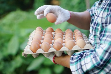 Kapalı çiftçi tepsisi çiftlikten tavuk yumurtası al ve satışa hazır ol. Konsept, organik tarım, çiftçiler sağlıklı ekolojik gıda üretir. Kötü ekonomide en iyi yemek.. 
