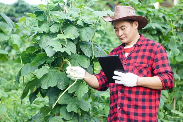 Asian man gardener holds smart tablet to inspect growth and plants diseases in garden. Concept, smart farmer search informations to develop agriculture crops. Check and search from internet.