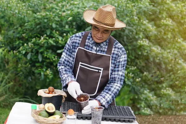 Asian man farmer wear hat, plaid shirt, apron is seedling avocado seeds. Concept, agriculture. Home gardening, plant propagation by using reuse garbage to be seedling pots. Pastime, hobby activity.