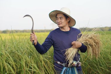 Yakışıklı Asyalı çiftçi şapka takıyor, mavi gömlek giyiyor, çeltik tarlasında pirinç hasadı için orak tutuyor. Kavram, tarım işgali, çiftçi organik pirinç yetiştirir. Taylandlı çiftçi yaşam tarzı.       