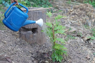 Mavi sulama konservesi bitkisi. Kavram, büyüdükten sonra bitkiyle ilgilenmek. Ağaç yetiştirip, oksiti, ormanı ve çevreyi iyileştirmek için. Küresel ısınmayı durdur.              