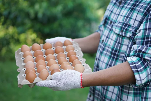 Closeup farmer hold tray of chicken eggs from farm. Concept , Organic agricultural farming, Farmers produce healthy eco food. Best food during bad economy.