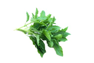 Taze yeşil kutsal fesleğen, beyaz arka planda izole edilmiş bitkisel sebzeler. Konsept, baharatlı yemek tatları için gıda müfettişi. Tıbbi özellikler. Doğa bitkilerinden ilaç..           