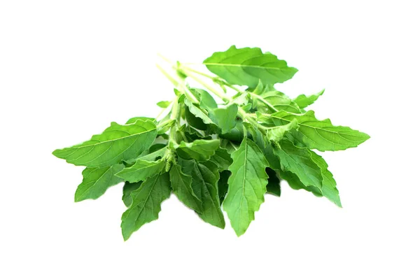 Friss Zöld Szent Bazsalikom Fehér Alapon Izolált Gyógynövényes Zöldségek Koncepció — Stock Fotó