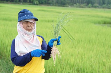 Asyalı kadın çiftçi çeltik tarlasında kök salmış pirinç bitkileri tutuyor. Büyüme ve bitki hastalıklarını incelemek için. Tarım ürünleriyle ilgilenmek. Büyüme sürecini analiz et ve incele.