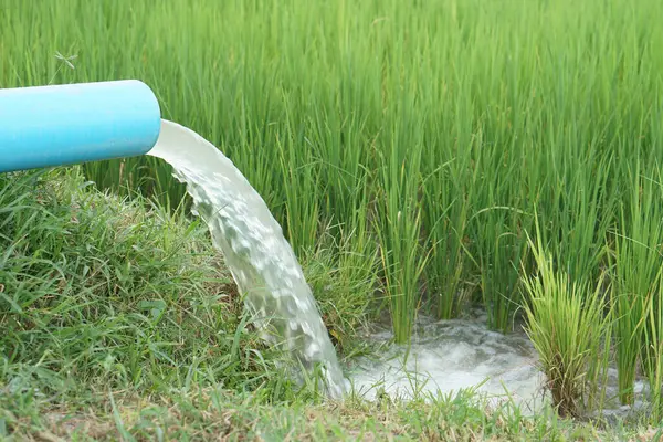 Blue pipe with flowing water to green paddy field which farmer use a water pumping machine through the pipe into rice plantation.Concept, taking care of  agriculture crop