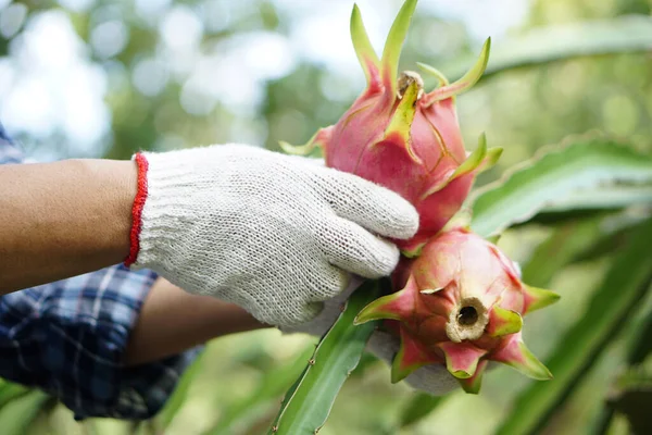 Close up farmer hands wears white gloves, picking, harvesting dragon fruits in garden. Concept, agriculture occupation. Thai farmer grow organic fruits for eating, sharing or selling in community.