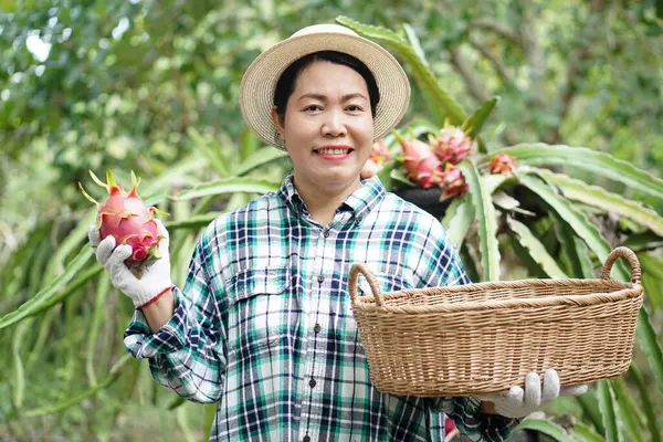 Happy  Asian woman farmer, wears hat, plaid shirt,holds basket of dragon fruits in garden. Concept, agriculture occupation. Thai farmer grow organic fruits for eating, sharing or selling in community.