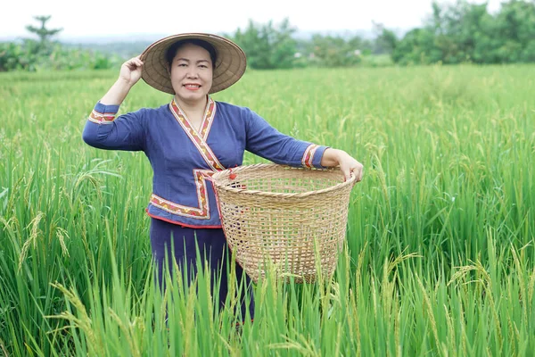 Beautiful Asian woman farmer is at paddy field, holds basket, visit and take care rice plants after growing and waiting to harvest. Concept, Agricultural lifestyle. Organic farming. Thai farmer.