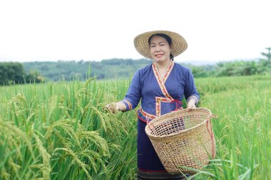 Güzel Asyalı kadın çiftçi çeltik tarlasında, sepeti tutuyor, büyüyüp hasat için bekledikten sonra pirinç bitkileriyle ilgileniyor. Tarım yaşam tarzı kavramı. Organik tarım. Taylandlı çiftçi.