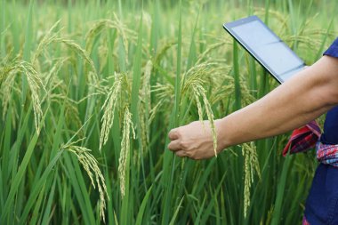 Çiftçi çeltik tarlasında pirinç bitkilerini denetliyor, büyüme, bitki hastalıkları ve pirinç üretimi hakkında bilgi ve araştırma toplamak için akıllı tablet tutuyor..                   