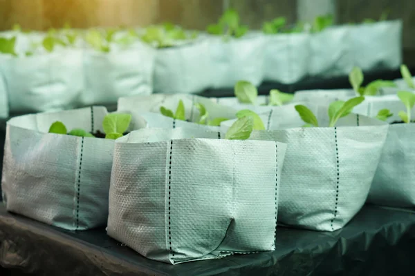White growing bags which contains new grown vegetables in garden. Concept, organic gardening at home, reusable bags for growing plants, reduce using plastic growing bags