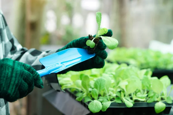 Close up gardener hands hold blue shovel and young plant, prepared to grow in garden. Concept, gardening, agriculture process of growing vegeatbles. Remove seedling from seeding tray to grow in garden