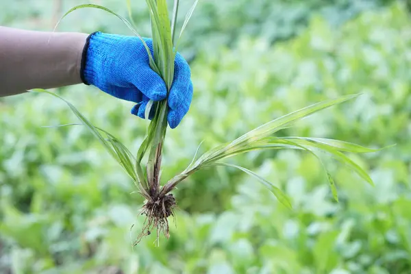Close up hand wears glove, pulled up weed plants from vegetable garden. Concept, get rid of weeds by hands, don\'t use chemicals for stop toxic in agriculture crops. Organic farming.