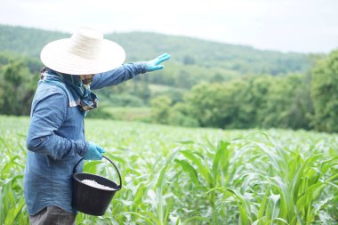 Asyalı çiftçi bahçedeki mısır bitkilerini gübrelemek için bir kova kimyasal gübre tutuyor. En iyi üretim için tarım ürünleri yetiştirdikten sonra kavram, bakım ve tedavi.   