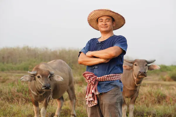 Handsome Asian man farmer wears hat, blue shirt, crossed arms on chest, stands at animal farm. Concept, livestock, Thai farmers raise and take care buffalos as economic and export animals.