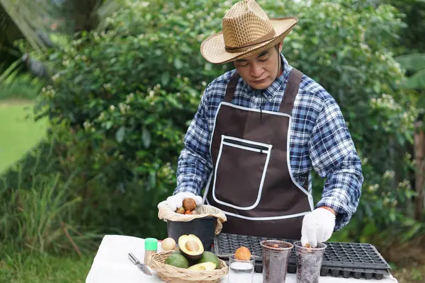 Asian man gardener wears hat, blue plaid shirt, apron and gloves, seeding avocado seeds in garden. Concept, agriculture. Home gardening, plant propagation by using reuse garbage to be seedling pots.