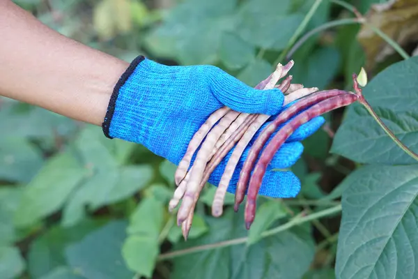 Close up farmer hand wears blue glove is picking bean pods in garden. Concept, Organic agriculture crop. Harvest for cooking or for next time seedling. Thai native breed of beans.