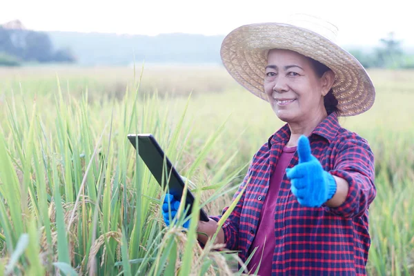 Ázsiai Farmer Paddy Field Birtokol Okos Tabletta Hogy Vizsgálja Meg Jogdíjmentes Stock Képek
