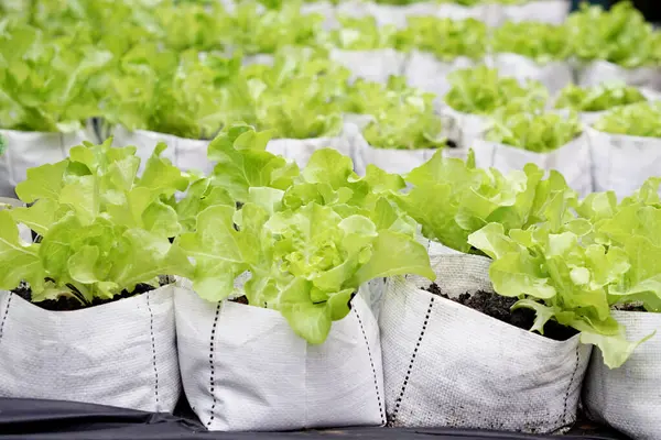 Organik yeşil salata sebzeleri beyaz çuvallarda yetiştirilirdi. Konsept, organik bahçe. Evde sağlıklı sebzeler yetiştirmek, sulamayı, döllemeyi ve bakımı kontrol etmek kolay.. 