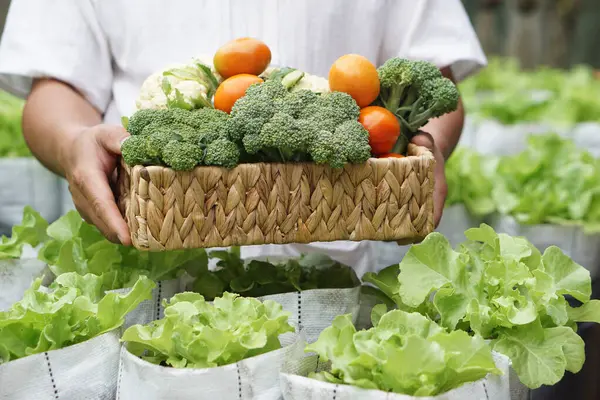 Bahçede taze organik sebze sepeti var. Konsept, gıda malzemesi. Sağlıklı beslenme, vitamin kaynağı, lif ve çeşitli yiyecekler için pişirilen gıdalar..  