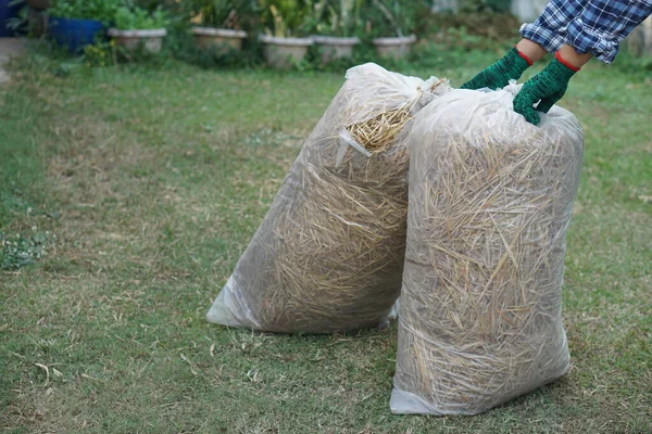 Close up gardener carry two bags of rice straw hay, prepared for making compost in garden. Concept, using agricultural waste materials that can decompose to make compost or cover soil ground.