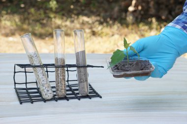 Test tubes that contain sample soil. Concept, soil quality inspection, research and science experiment. Laboratory. Find the best from different soil type and source for growing agriculture crops     