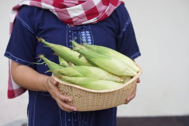 Yakın çiftçinin elinde taze organik mısır sepeti var. Tayland yerlisi. Tayland 'ın kuzeyli çiftçileri için en sevdikleri haşlama, buhar ya da Tayland geleneksel tatlıları için yemek pişirmek. Tarım ürünleri kavramı