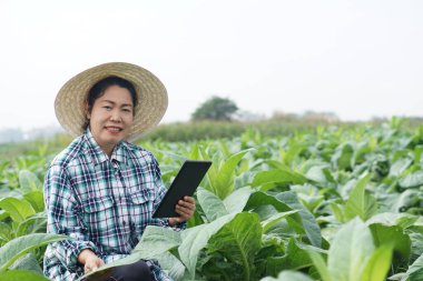 Asyalı kadın bahçıvan bahçede, şapka takıyor, ekose gömlek giyiyor, bitkilerin büyümesini ve hastalıklarını incelemek için akıllı tablet tutuyor. Konsept, tarım teftişi, araştırma ve ekinleri geliştirmek için araştırma.