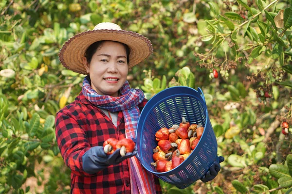 Asian woman gardener works at cashew garden, holds basket of cashew fruits. Economic crop in Thailand. Summer fruit. Ready to be harvested. Concept, happy farmer. Agriculture lifestyle.